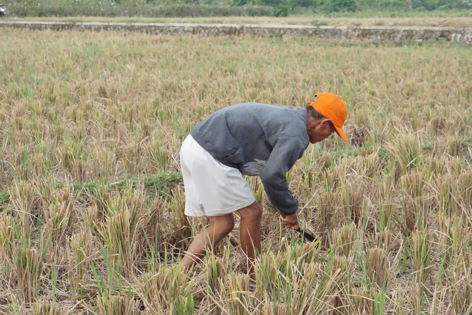 Petani Desa Karangcengis Panen, Wujud Syukur dan Semangat Ketahanan Pangan